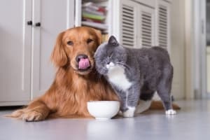 Gold dgolden retriever on white floor with white and grey cat. Small white bowl infront of them and white cupboards with black handles behind them. 